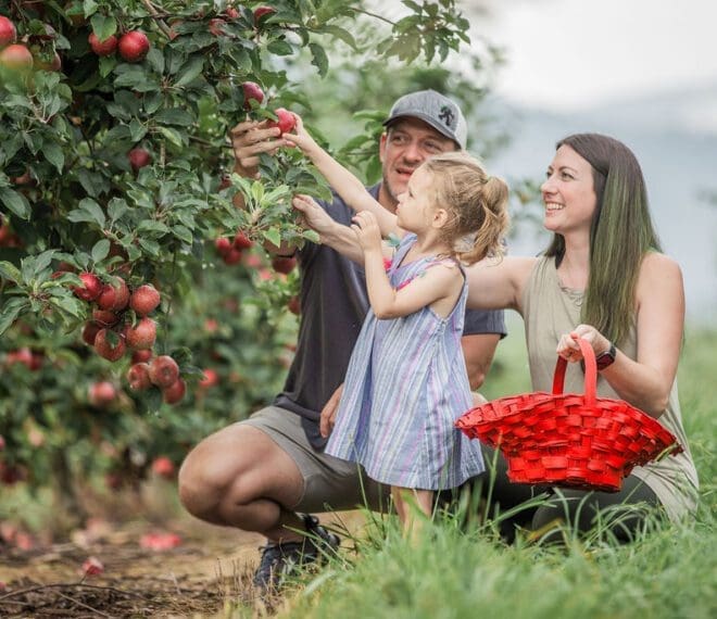 a family picking apples