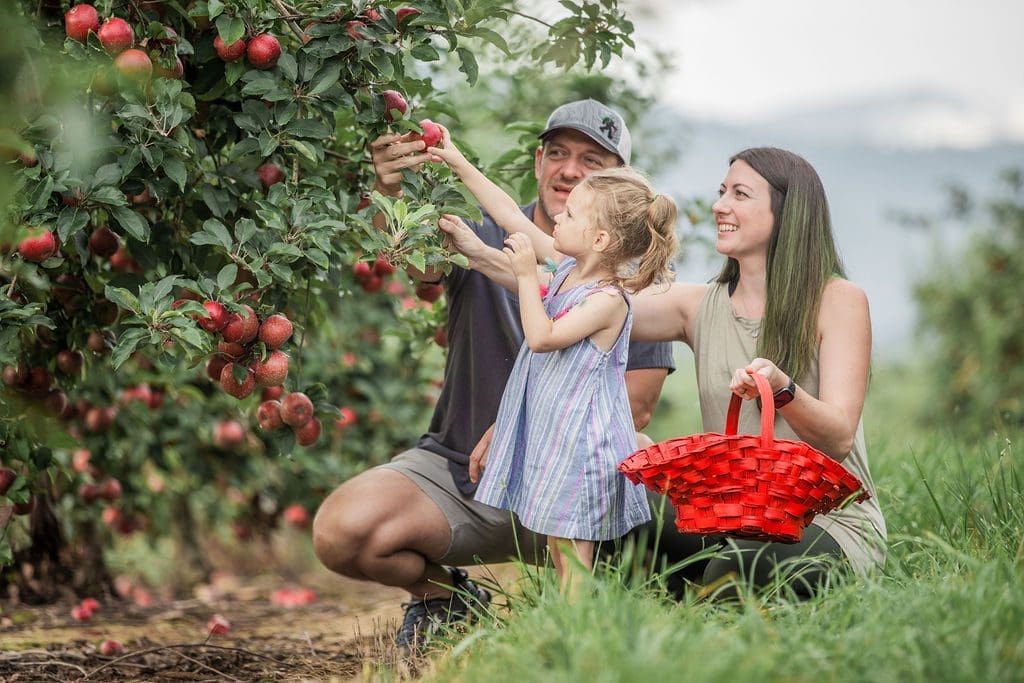 a family picking apples