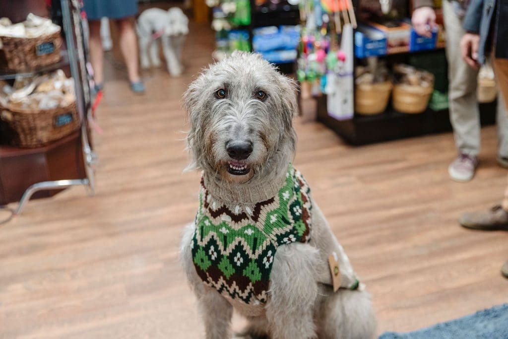 a cute dog wearing a sweater